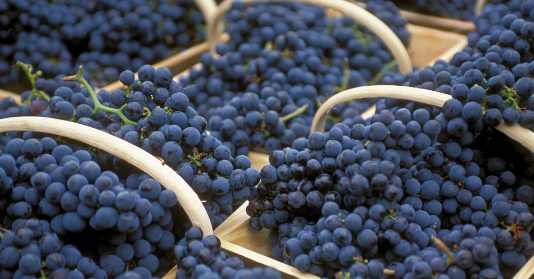 The Grape Varieties of Bordeaux